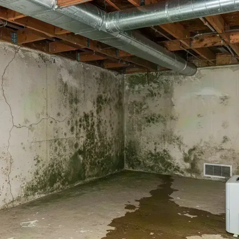 Professional Mold Removal in Albion, IL